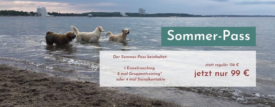 Kopie von Sommerpass (1080 × 420 px)